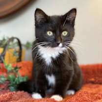 Thumbnail photo of Figaro #4