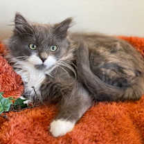 Thumbnail photo of Merlin #4