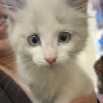 Thumbnail photo of Nieve #2