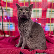 Thumbnail photo of Mistletoe #2