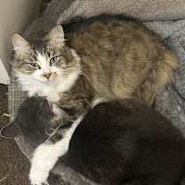 Thumbnail photo of Oliver #2