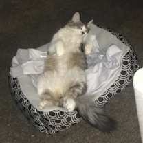 Thumbnail photo of Oliver #3