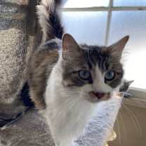 Thumbnail photo of Oliver #4