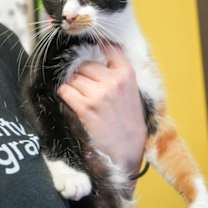 Thumbnail photo of Robin #2