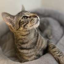 Thumbnail photo of Aaron RPS #4