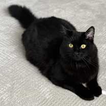 Thumbnail photo of Milo #1