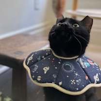 Thumbnail photo of Toothless #2