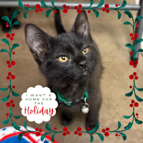 Thumbnail photo of Enid w/ Wednesday - Shy, but Silly & Talkative! #1