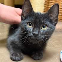 Thumbnail photo of Wednesday w/ Enid - Shy, but Playful & Sweet! #2