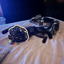 Thumbnail photo of Toothless #4