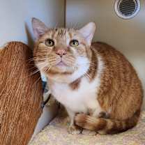 Thumbnail photo of Fanta #2