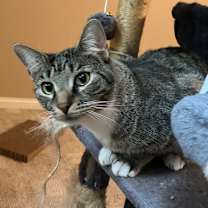 Thumbnail photo of Yoda #1