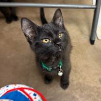 Thumbnail photo of Enid w/ Wednesday - Shy, but Silly & Talkative! #3