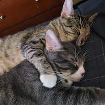 Thumbnail photo of Yoda #3