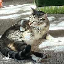 Thumbnail photo of Yoda #4