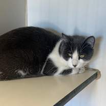 Thumbnail photo of Camel Crush #1