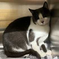 Thumbnail photo of Camel Crush #2