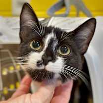 Thumbnail photo of Oreo Cakester #2