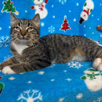 Thumbnail photo of Nick Wilde  #4