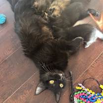 Thumbnail photo of Muffin #2