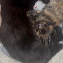 Thumbnail photo of Muffin #4