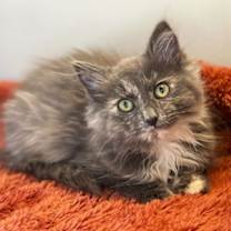 Thumbnail photo of Willow (JR) #1