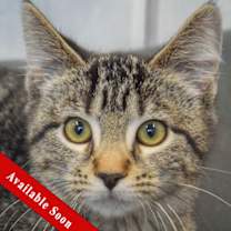 Thumbnail photo of Pumpkin #1