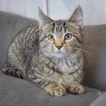 Thumbnail photo of Pumpkin #3