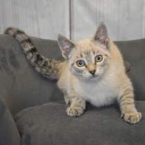 Thumbnail photo of Sox #3