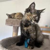 Thumbnail photo of Pumpkin #1