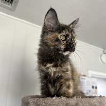 Thumbnail photo of Pumpkin #2