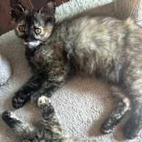 Thumbnail photo of Pumpkin #3