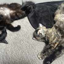 Thumbnail photo of Pumpkin #4