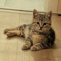 Thumbnail photo of Stuffing #1