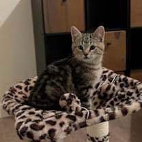 Thumbnail photo of Stuffing #2