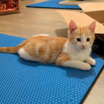 Thumbnail photo of Pumpkin Pie #2