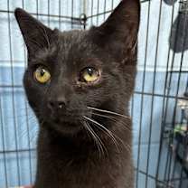 Thumbnail photo of Spitz #1