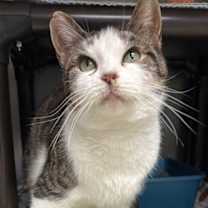 Thumbnail photo of Cicada *Special Needs* #2