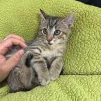 Thumbnail photo of Turbo #2