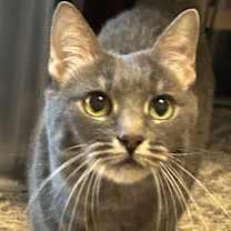 Thumbnail photo of Shelley #2