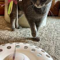 Thumbnail photo of Shelley #3