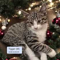 Thumbnail photo of Tigger Bonded with Houdini #1