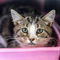 Thumbnail photo of Corduroy (Bonded with Chiffon) #1