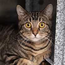 Thumbnail photo of Trambamboline #1