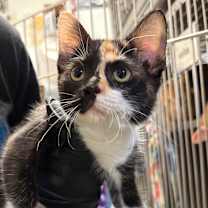 Thumbnail photo of Mable #1