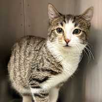 Thumbnail photo of Scout #2