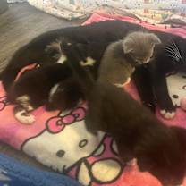 Thumbnail photo of Sylvia #1