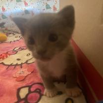 Thumbnail photo of Sylvia #2