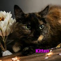 Thumbnail photo of Kitten #1