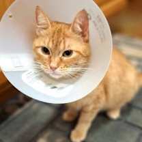 Thumbnail photo of Gingie #3